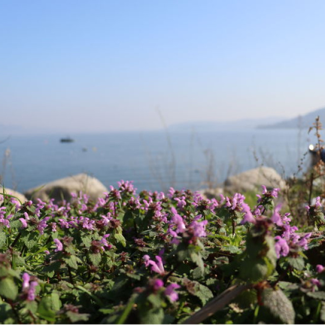 Sapanca Gölü çevresinde 112 bitki kayıt altına alındı