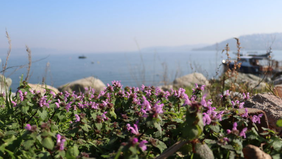 Sapanca Gölü çevresinde 112 bitki kayıt altına alındı