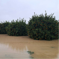 Yeni normal: 1 sene kurak, 1 sene aşırı yağış!