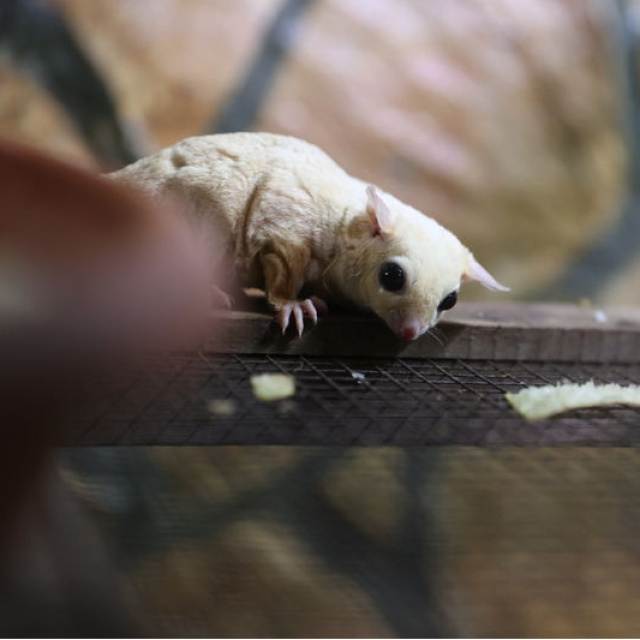 Isparta'da el konulmuştu! Yeni yuvalarına yerleştiler