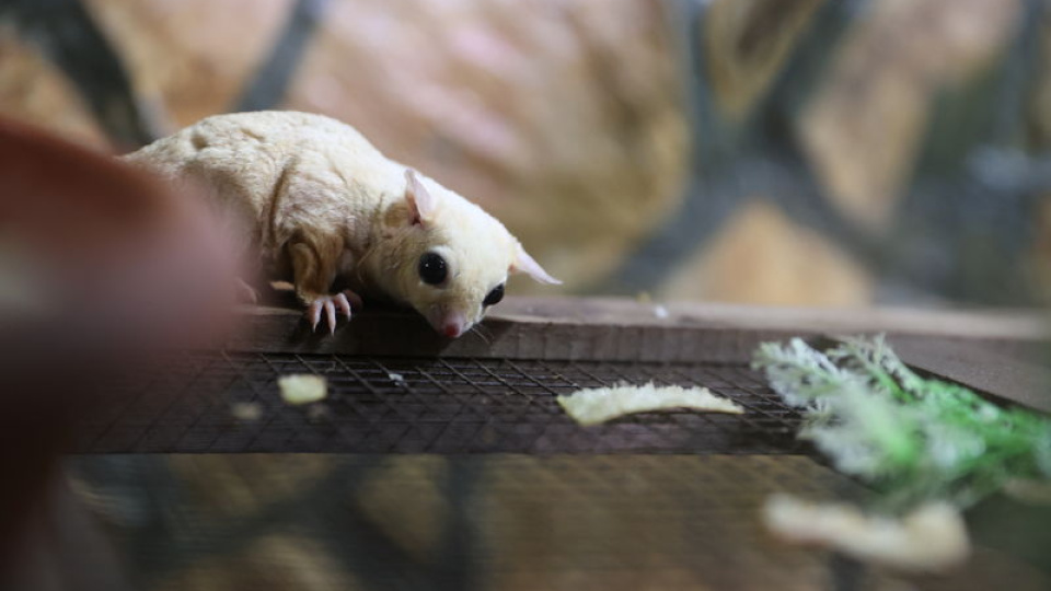 Isparta'da el konulmuştu! Yeni yuvalarına yerleştiler