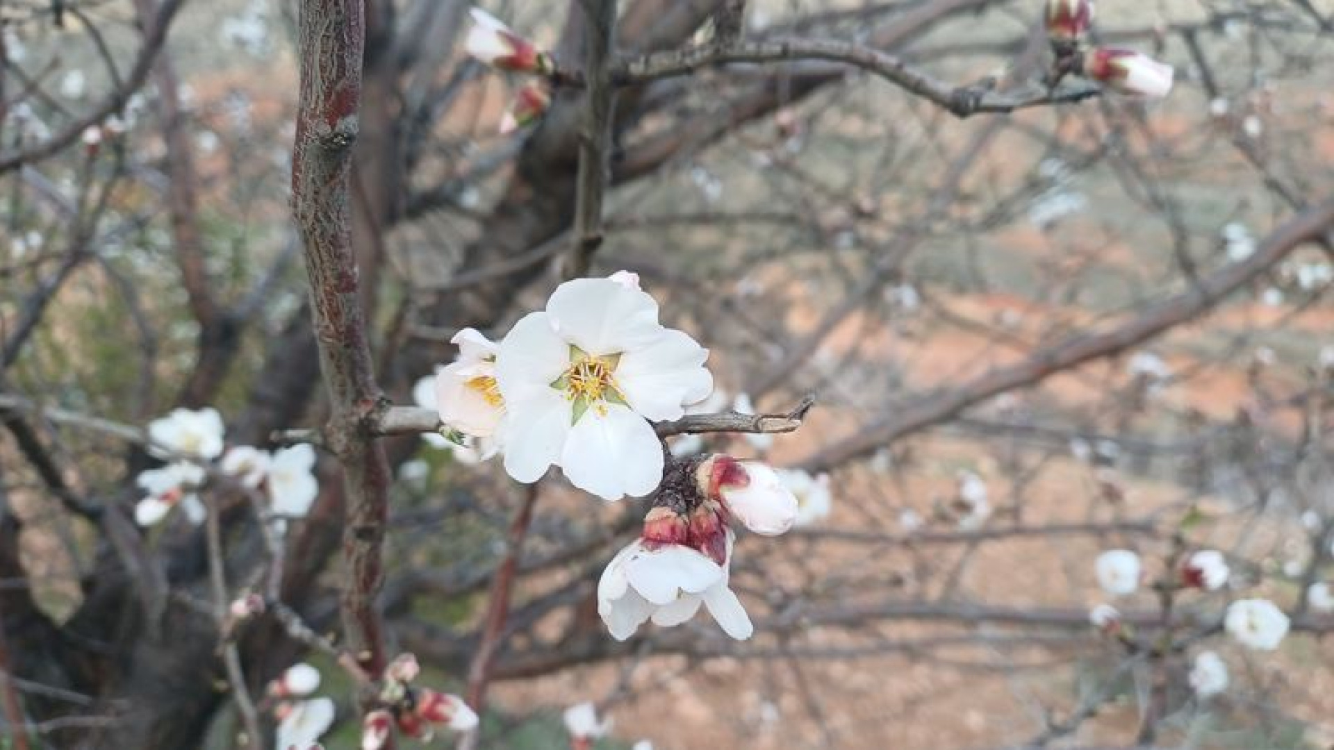 Batman'da bademler çiçek açtı | Son dakika haberleri