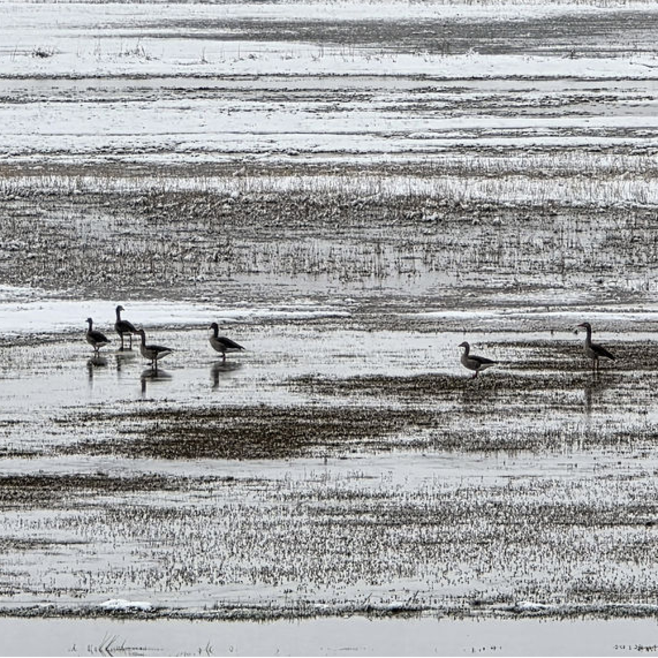 Karda yiyecek arayışları görüntülendi