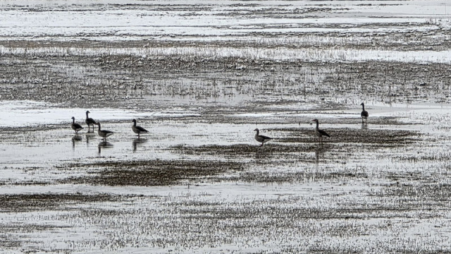Karda yiyecek arayışları görüntülendi