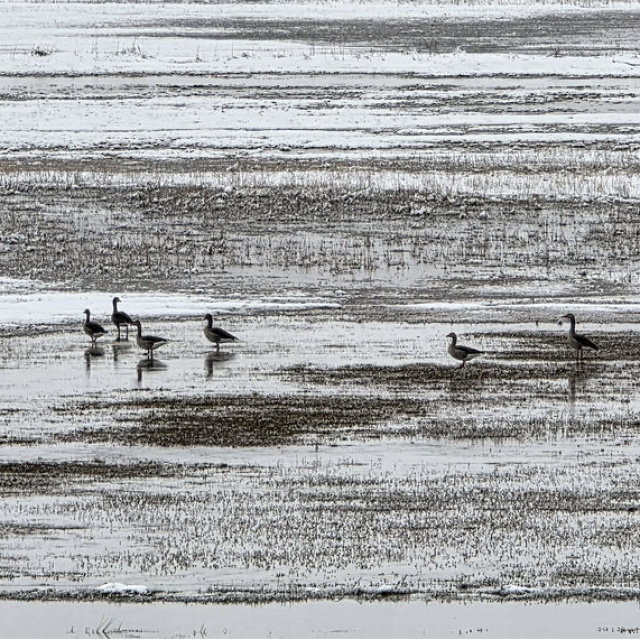 Karda yiyecek arayışları görüntülendi