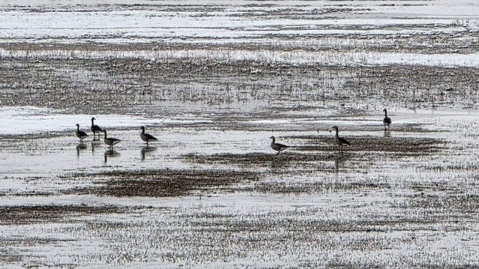 Karda yiyecek arayışları görüntülendi