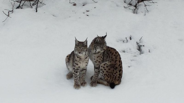 Vaşak ailesi görüntülendi