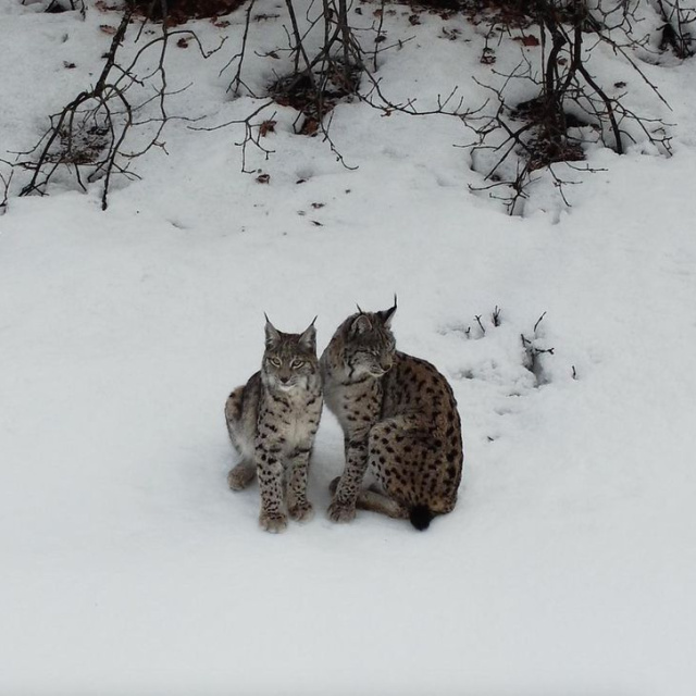 Vaşak ailesi görüntülendi