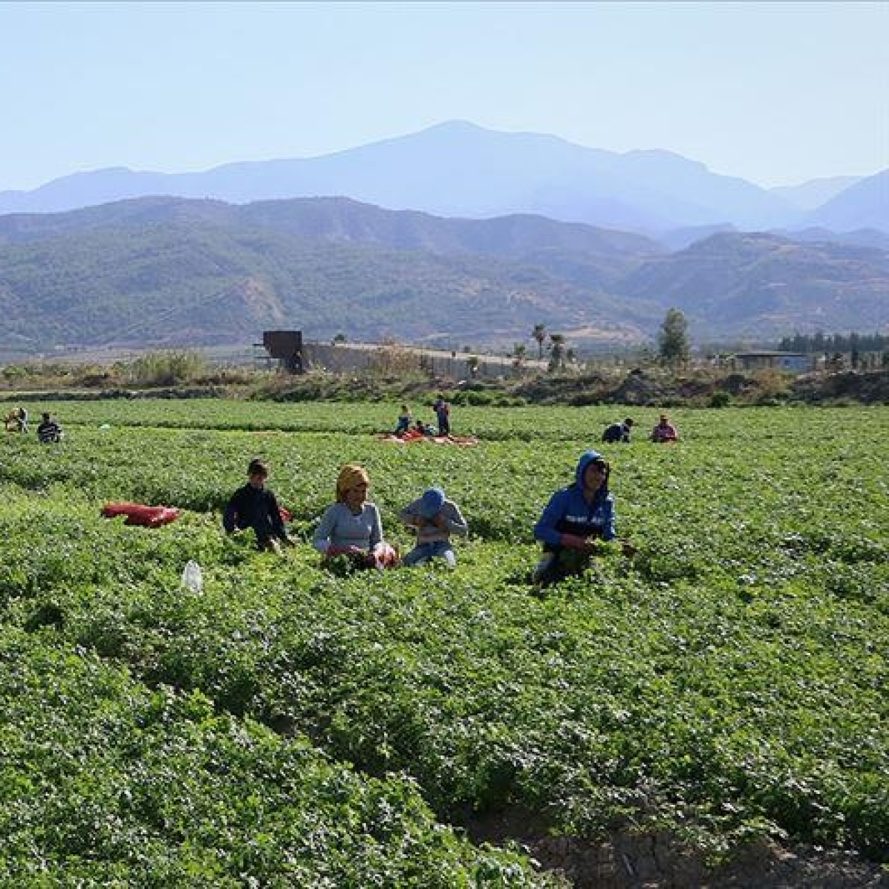 Tarım işçilerinin günlük ücreti 1.299 lira oldu