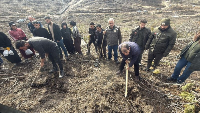 Seyitgazi'deki yanan alanda ağaçlandırma başladı