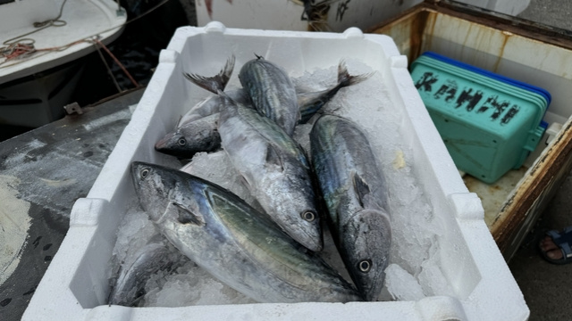 Palamut Tarifi ve Yapılışı