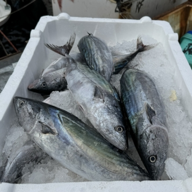 Palamut Tarifi ve Yapılışı