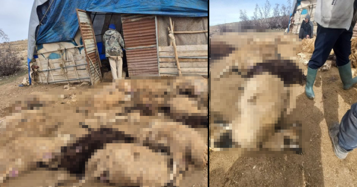 Tunceli'de Kurt Korkusu: 64 Koyun Telef