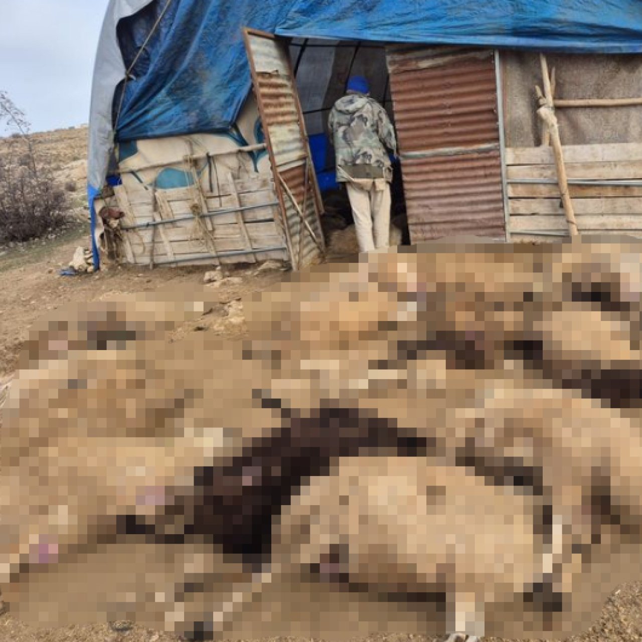 Tunceli'de kurt korkusu: 64 koyun telef oldu