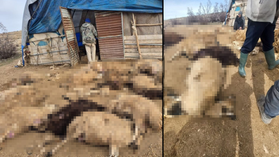 Tunceli'de kurt korkusu: 64 koyun telef oldu