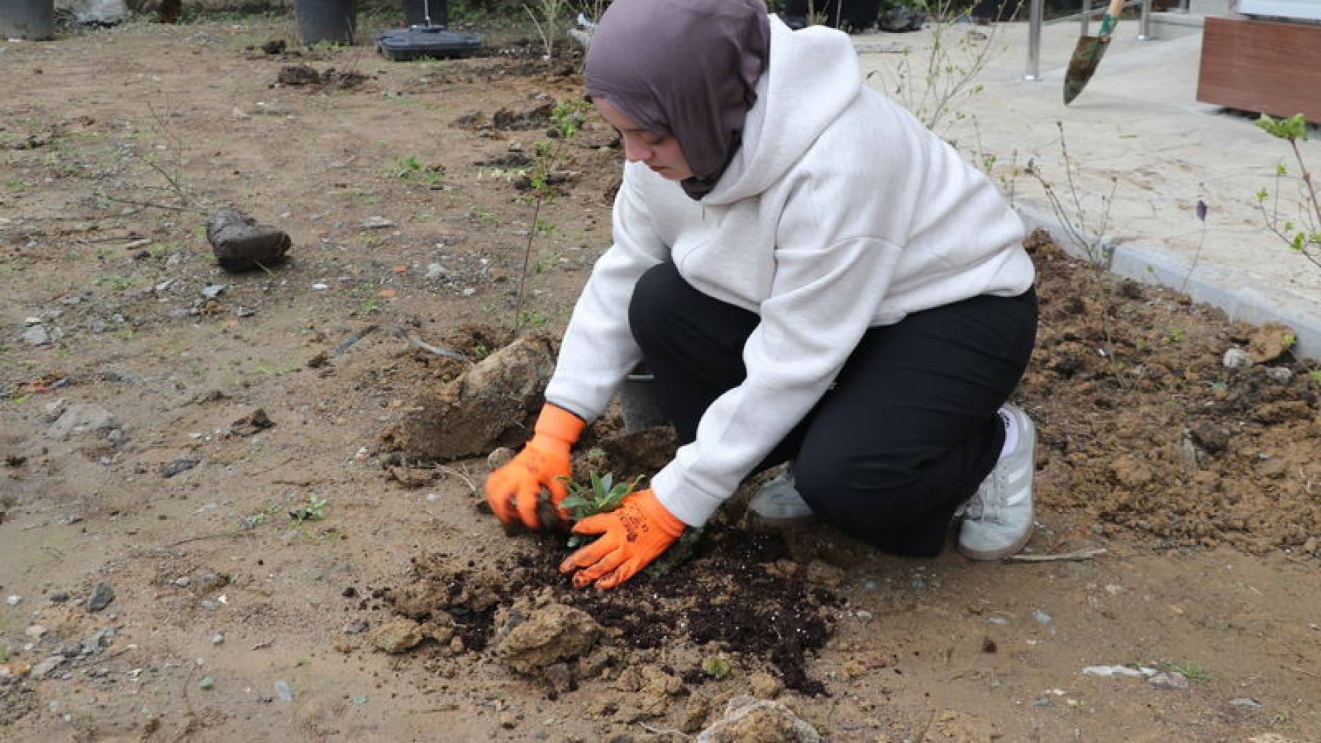 Rize'de "Yeşilay Haftası"nda fidan dikimi | Son dakika haberleri