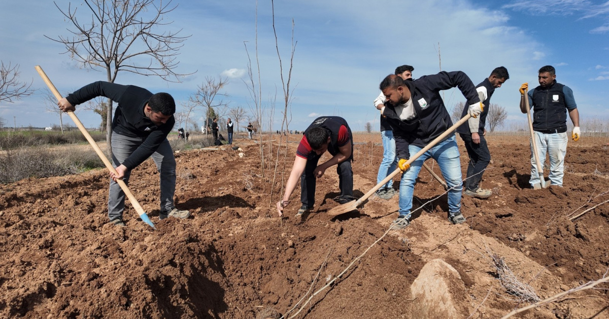 Yeşil Şanlıurfa için 20 bin çınar hamlesi