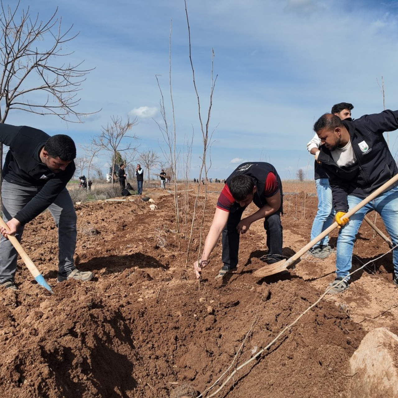 Yeşil Şanlıurfa için 20 bin çınar hamlesi