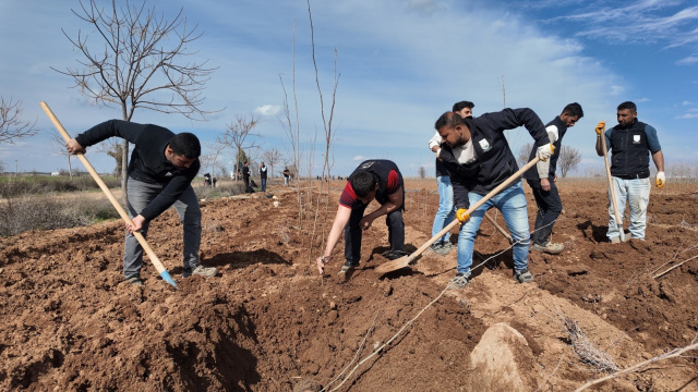 Yeşil Şanlıurfa için 20 bin çınar hamlesi