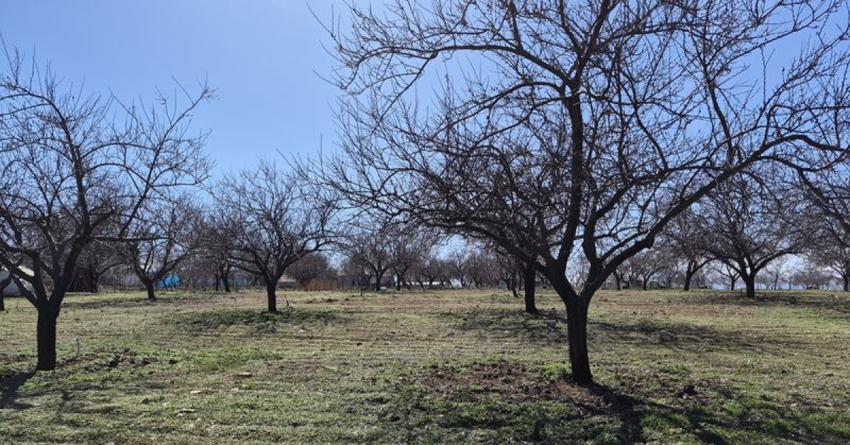 Malatya Kayısı Veriminde Yüksekler Bekleniyor