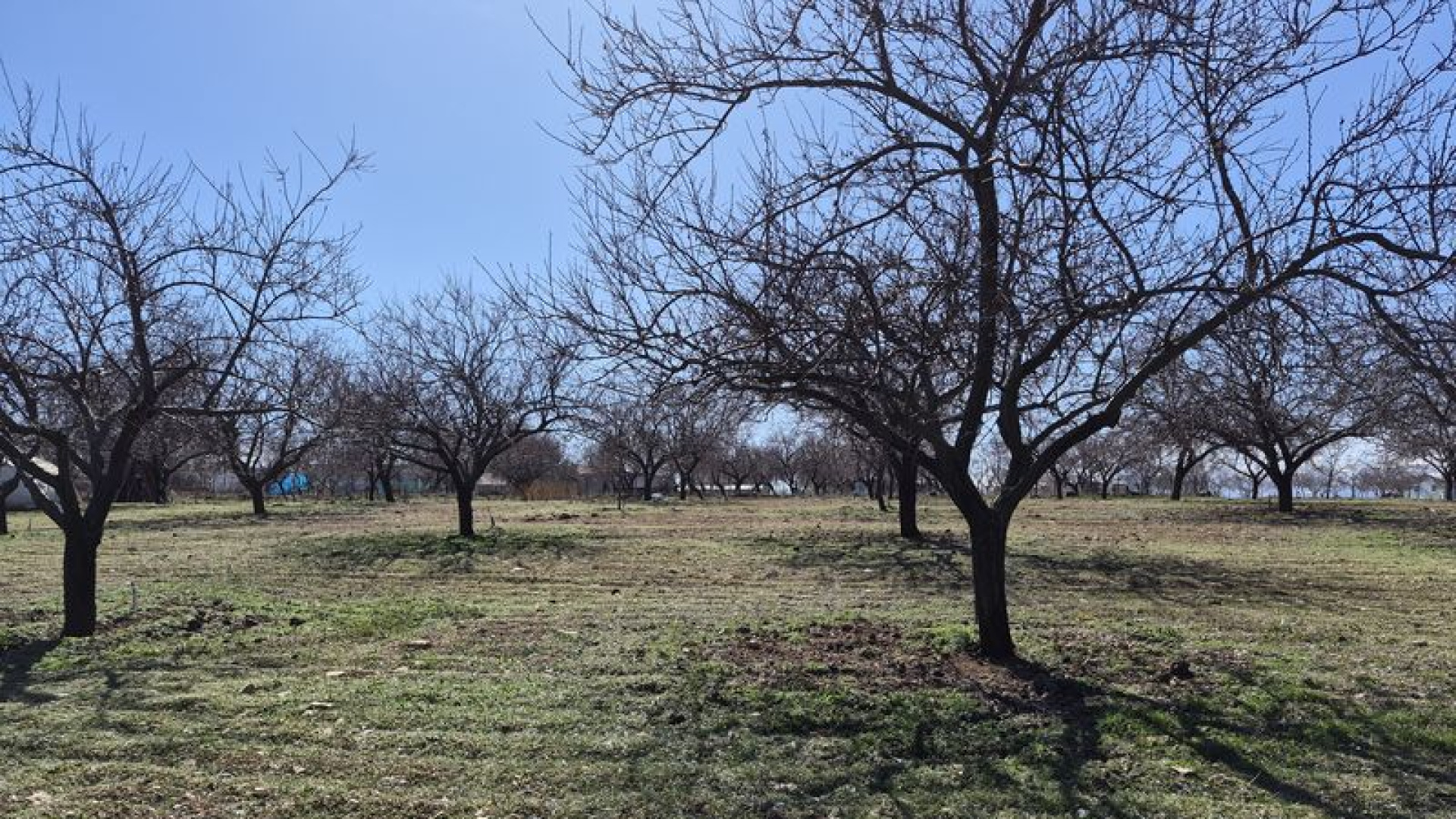 Kayısıda bu yıl yüksek verim bekleniyor | Son dakika haberleri