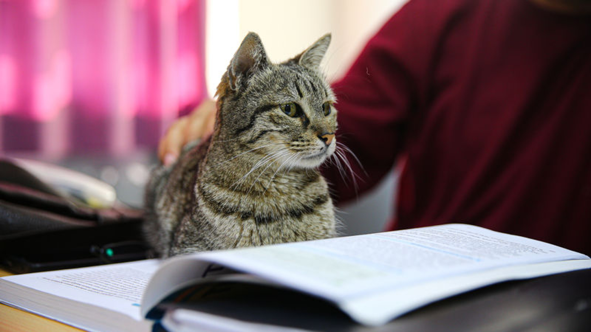 Liseyi Yuvası Yapan Kedi Pakize, Okulun 470'inci Öğrencisi Oldu