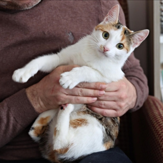 Evde içilen sigara evcil hayvana ne yapıyor?