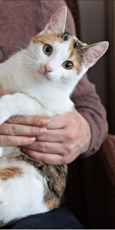 Evde içilen sigara evcil hayvana ne yapıyor?