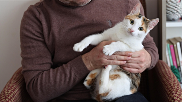 Evde içilen sigara evcil hayvana ne yapıyor?