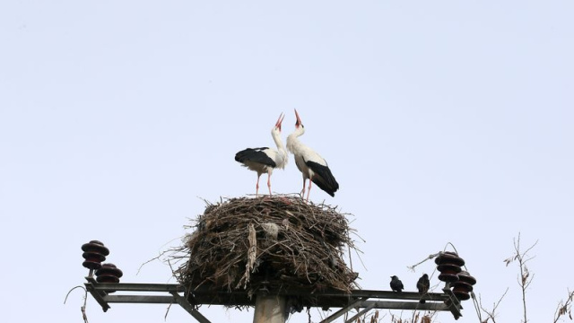 Kızılırmak Deltası'nda kuluçka dönemi