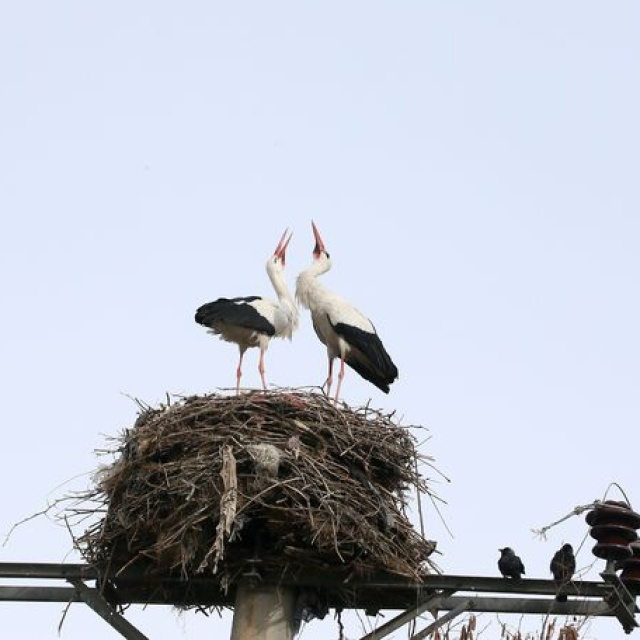 Kızılırmak Deltası'nda kuluçka dönemi