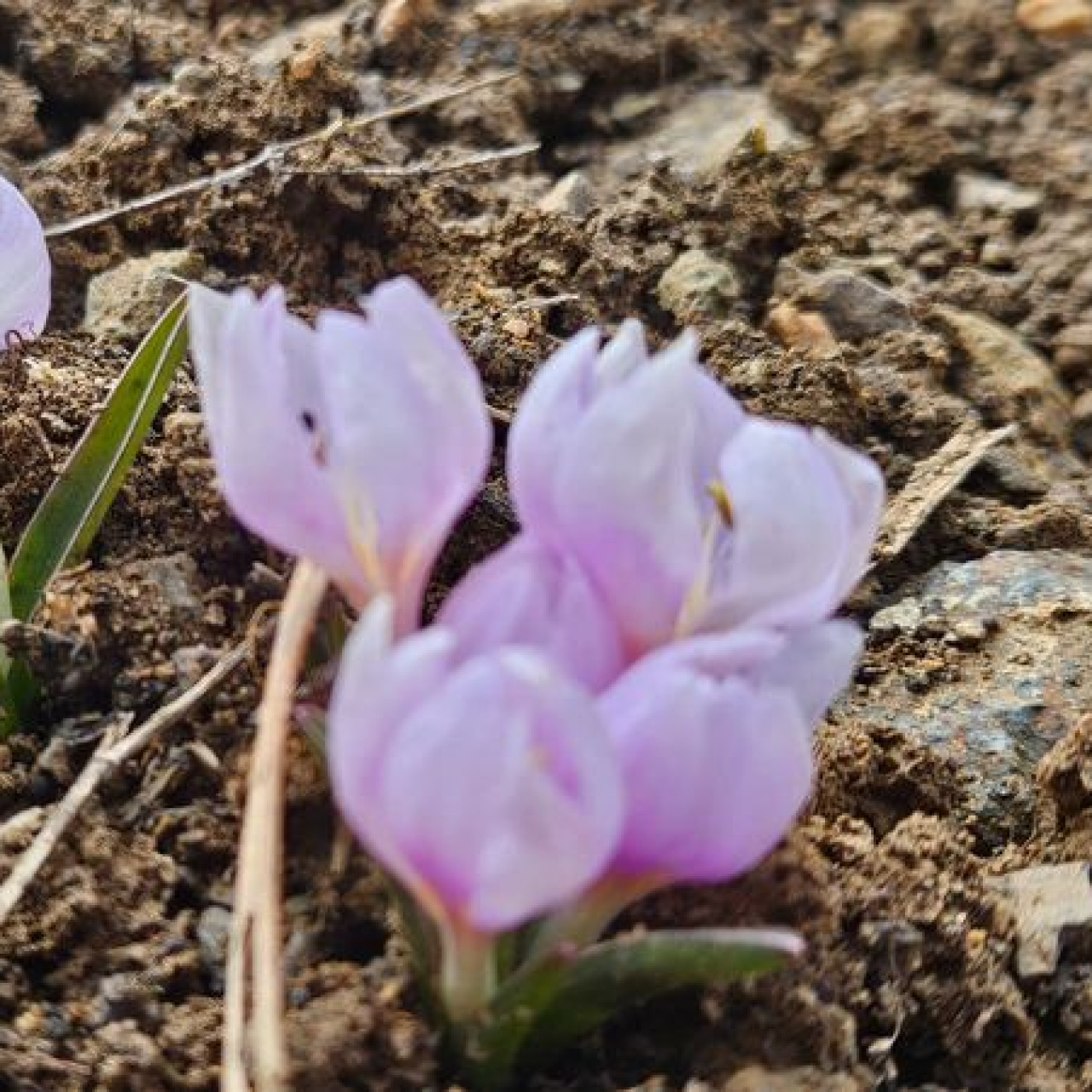 Çankırı'da baharın müjdecisi çiçek açtı