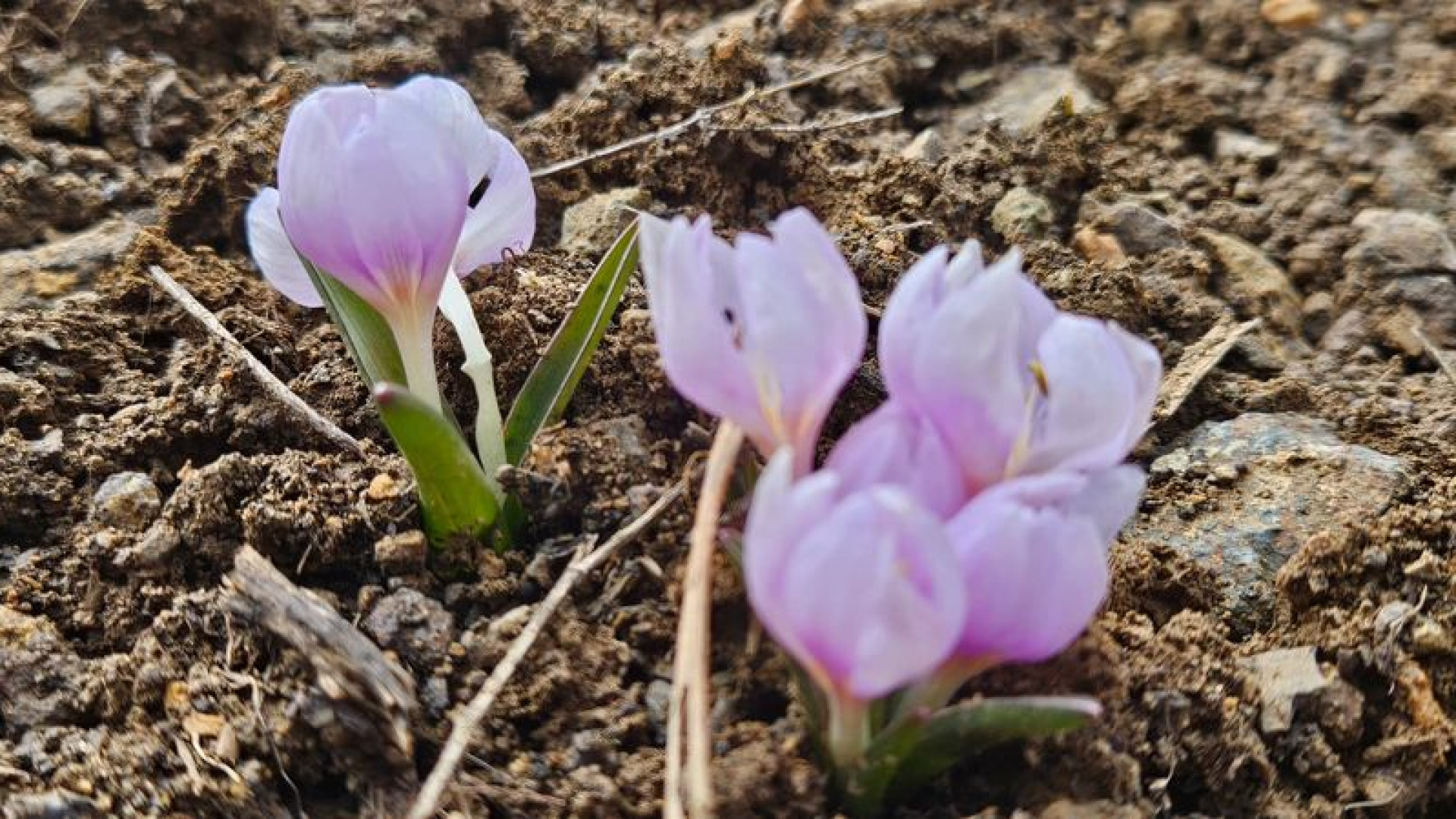 Çankırı'da baharın müjdecisi çiçek açtı | Son dakika haberleri