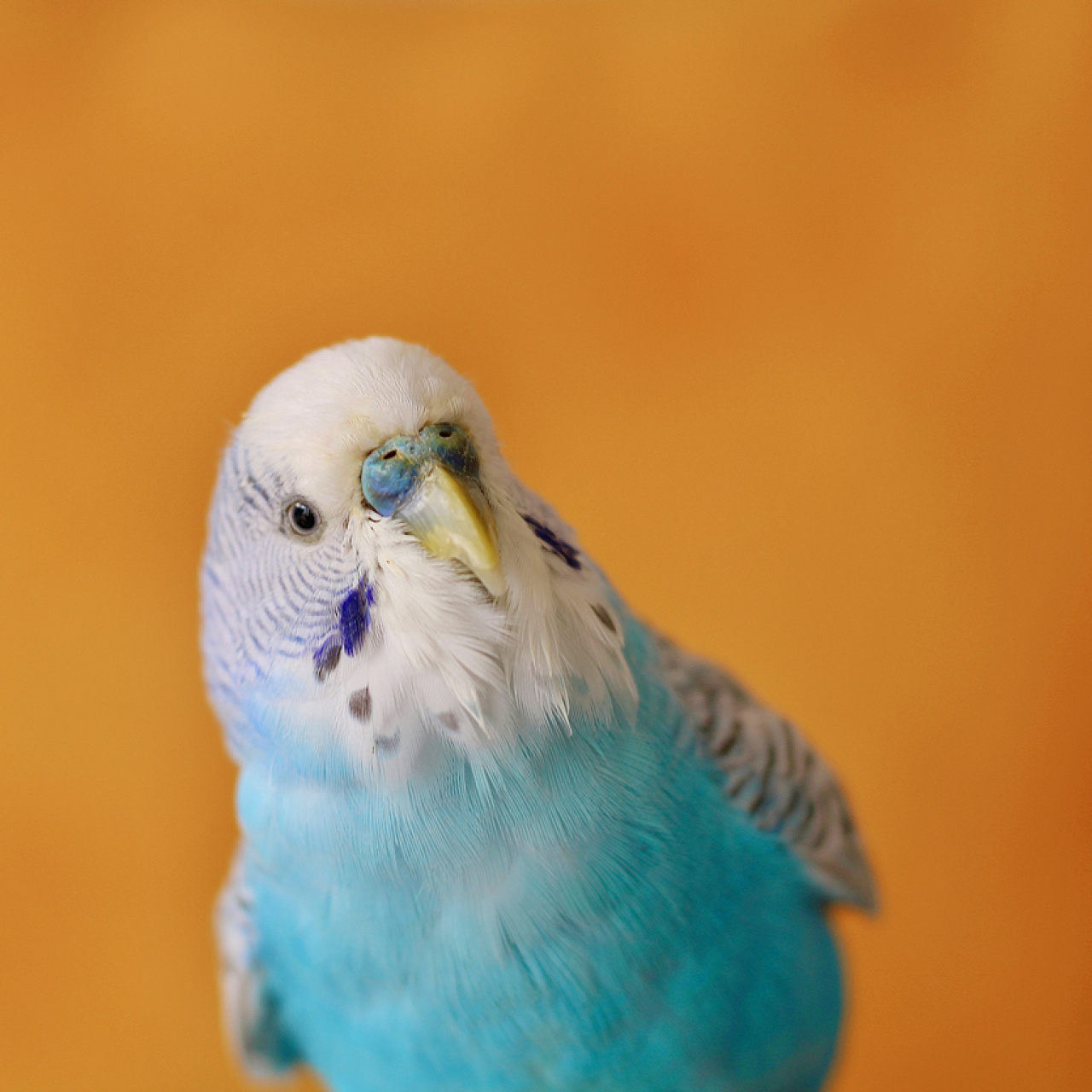 Bin 700'den fazla kelimeyi nasıl öğreniyor?