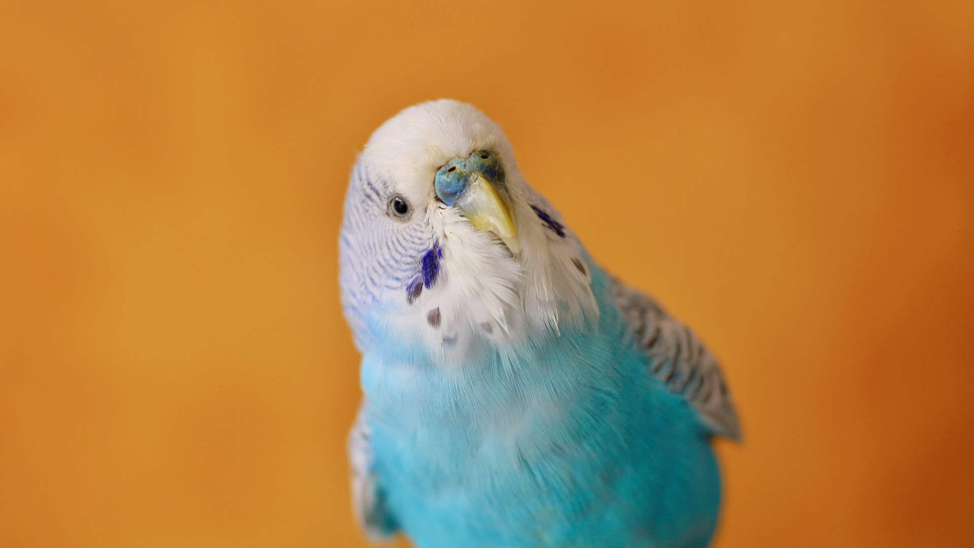 Bin 700'den fazla kelime bilen kuş! Bazı kuşlar nasıl insan gibi konuşabiliyor? Bilim insanları papağanların şaşırtıcı taklit yeteneğini açıkladı!