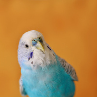 Bin 700'den fazla kelimeyi nasıl öğreniyor?