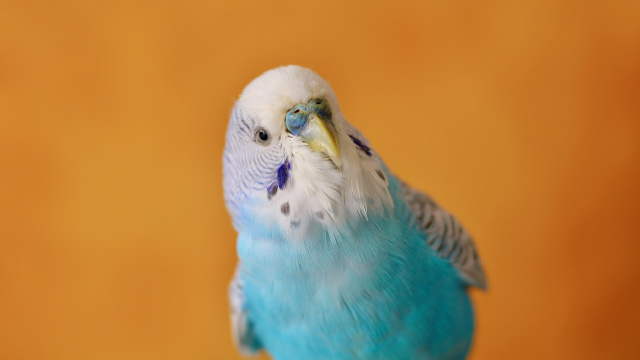 Bin 700'den fazla kelimeyi nasıl öğreniyor?