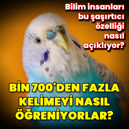 Bin 700'den fazla kelimeyi nasıl öğreniyor?