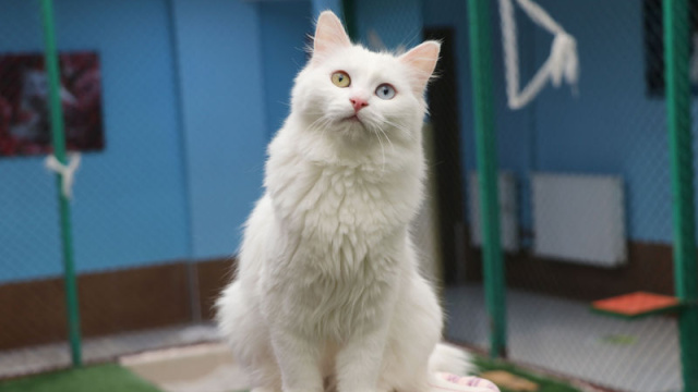 Van Kedi Villası'nın, yeni üyeleri için hazırlıklar başladı