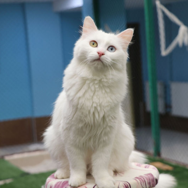 Van Kedi Villası'nın, yeni üyeleri için hazırlıklar başladı