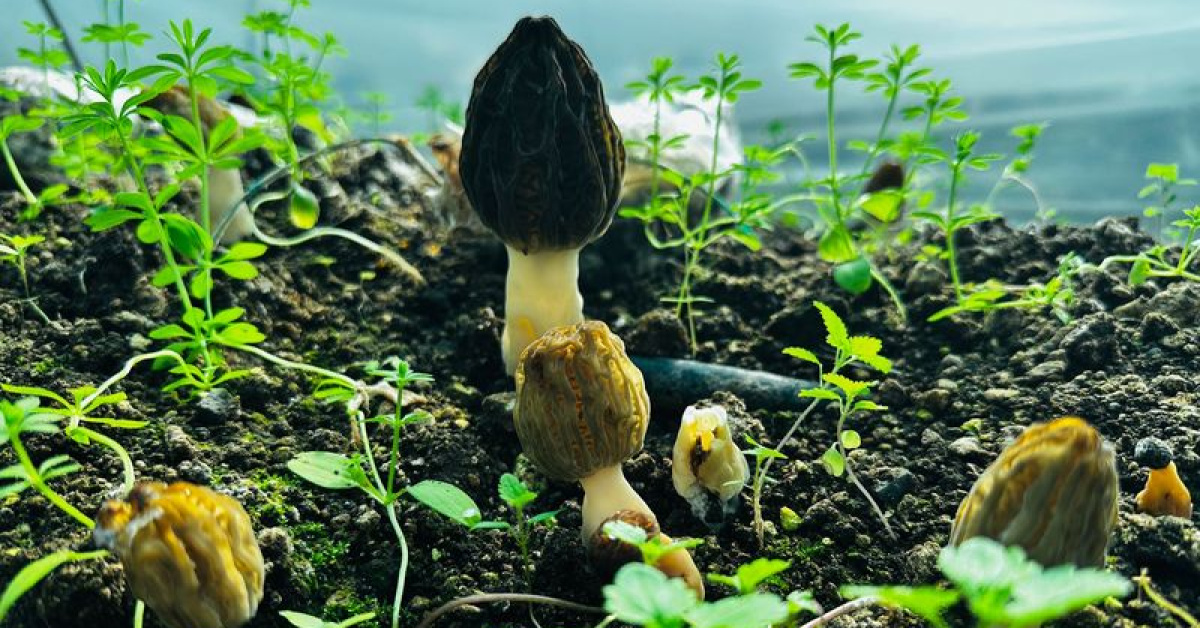 Erdemli'deki Kuzugöbeği Mantarı Üretimi Başladı