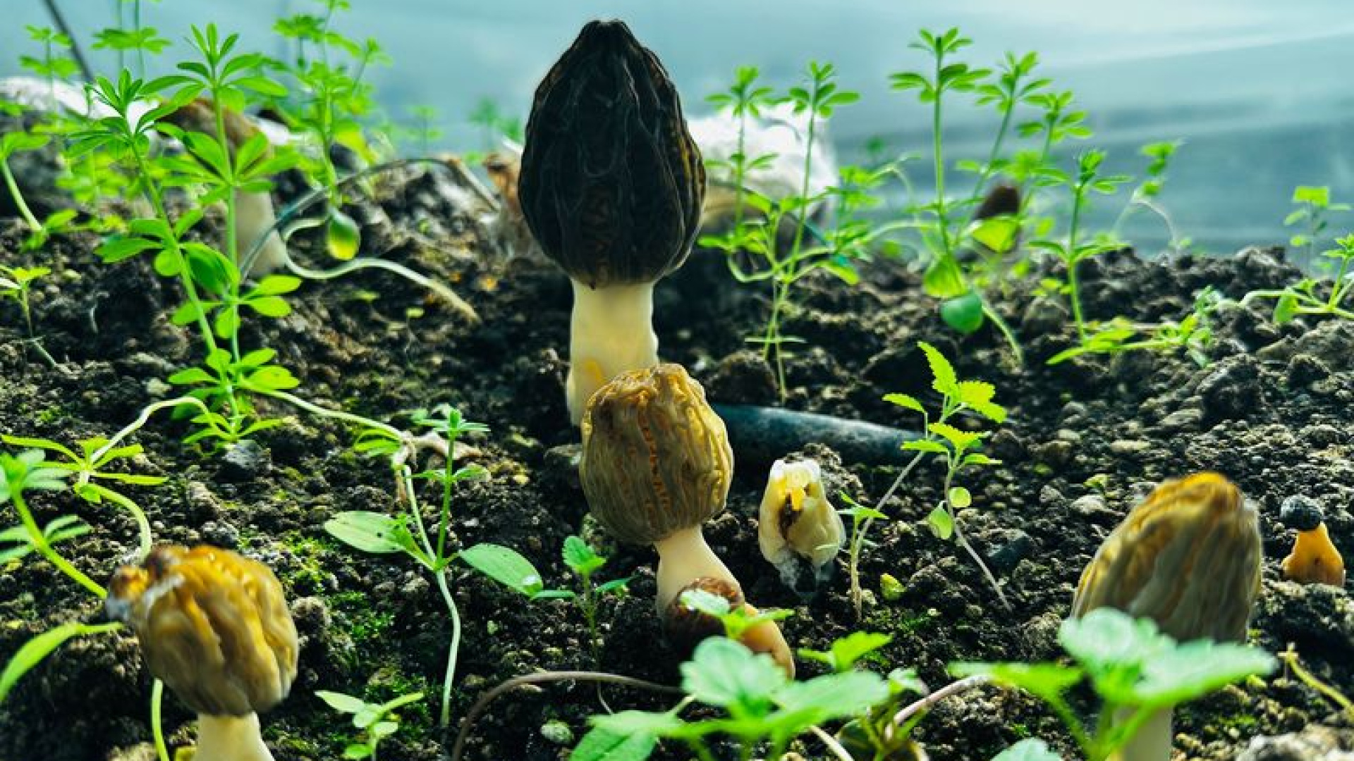 Erdemli'deki 5 yıllık çalışma sonuç verdi | Son dakika haberleri