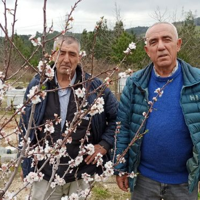 Lapseki'de arıcılardan meyve üreticilerine çağrı!