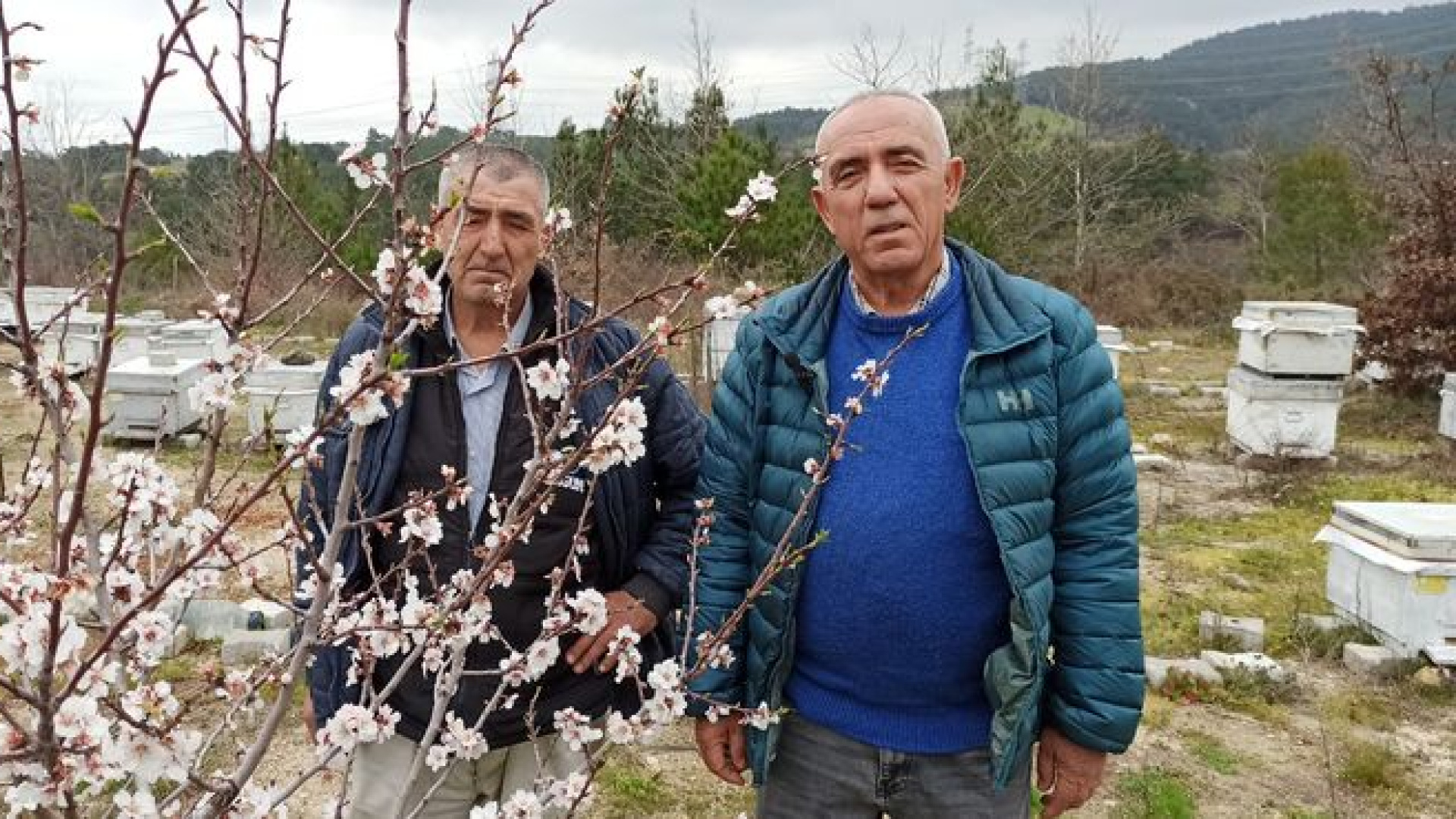 Lapseki'de Arıcılardan Meyve Üreticilerine Kritik Uyarı: Arıları Koruyun!