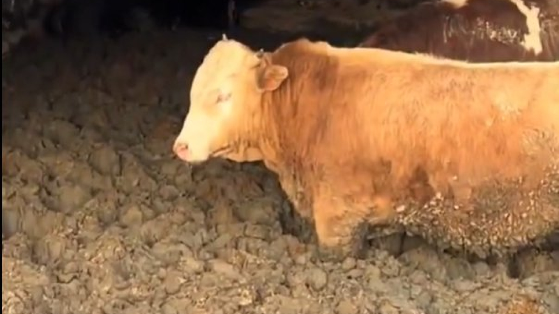 Çorum'daki tepki çeken görüntülere para cezası! | Son dakika haberleri