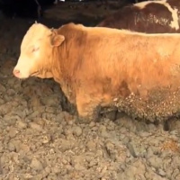 Çorum'daki tepki çeken görüntülere para cezası!