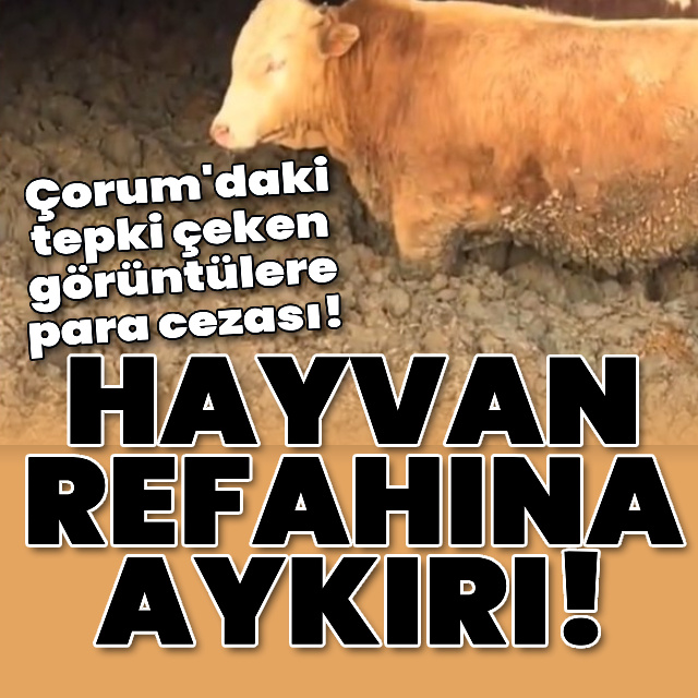 Çorum'daki tepki çeken görüntülere para cezası!