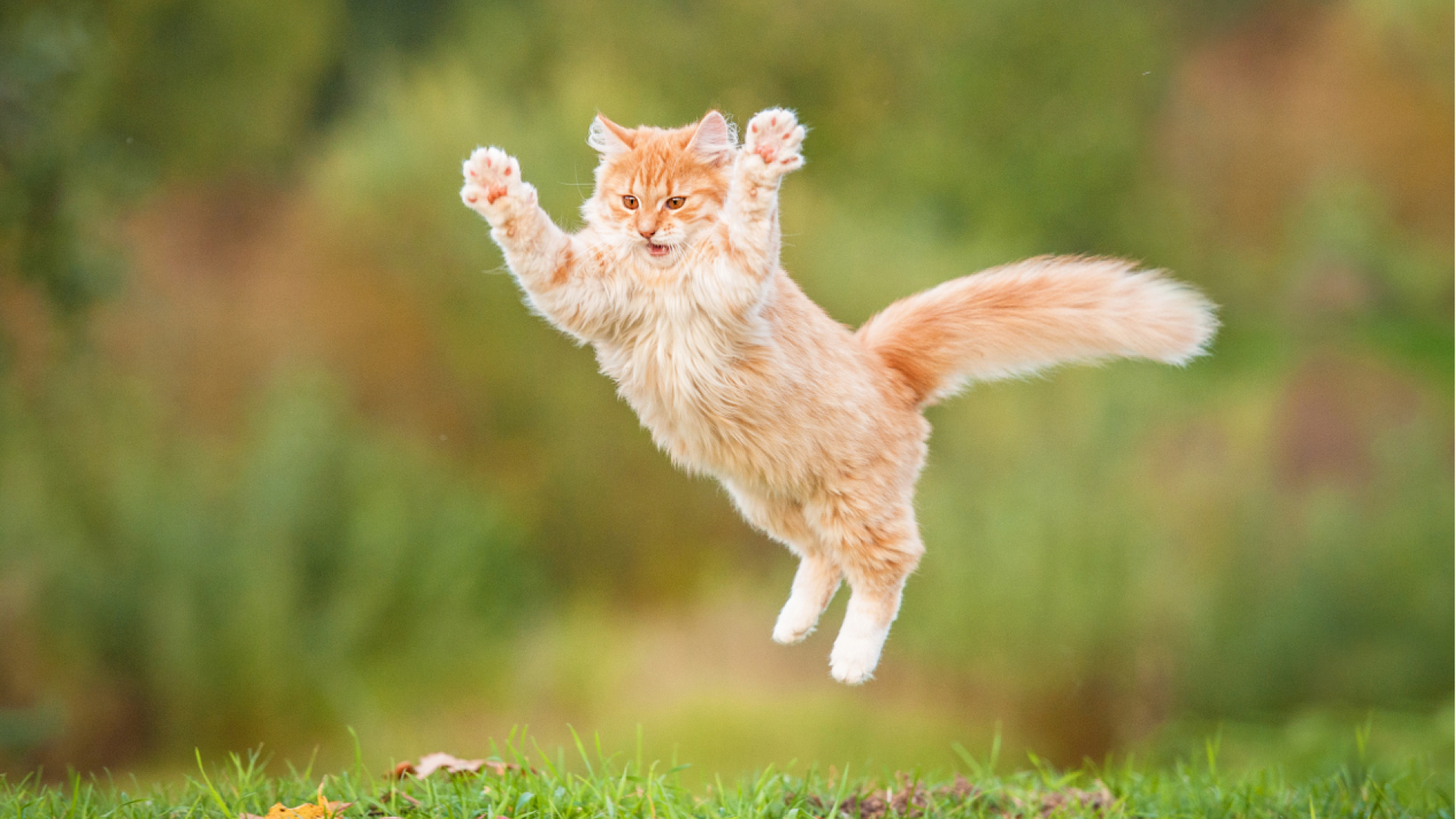 Kediler nasıl hep dört ayak üstüne düşüyor? Japonya'da araştırmacılar sırrı çözdü