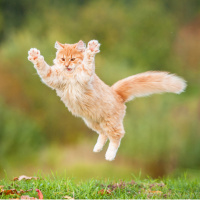 Kediler nasıl hep dört ayak üstüne düşüyor?