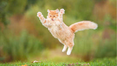 Kediler nasıl hep dört ayak üstüne düşüyor?